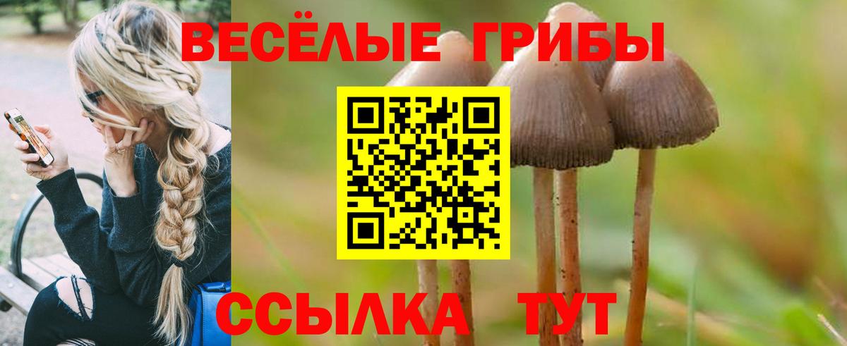Выборг  Псилоцибиновые грибы Psilocybine cubensis  наркота  Вход с VPN 